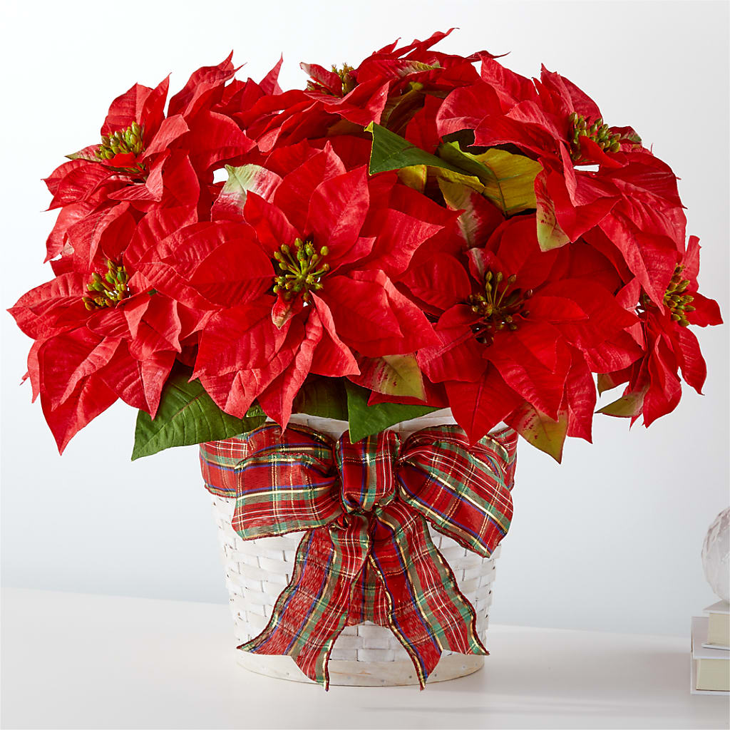 Happiest Holidays Poinsettia – King Soopers, Denver CO