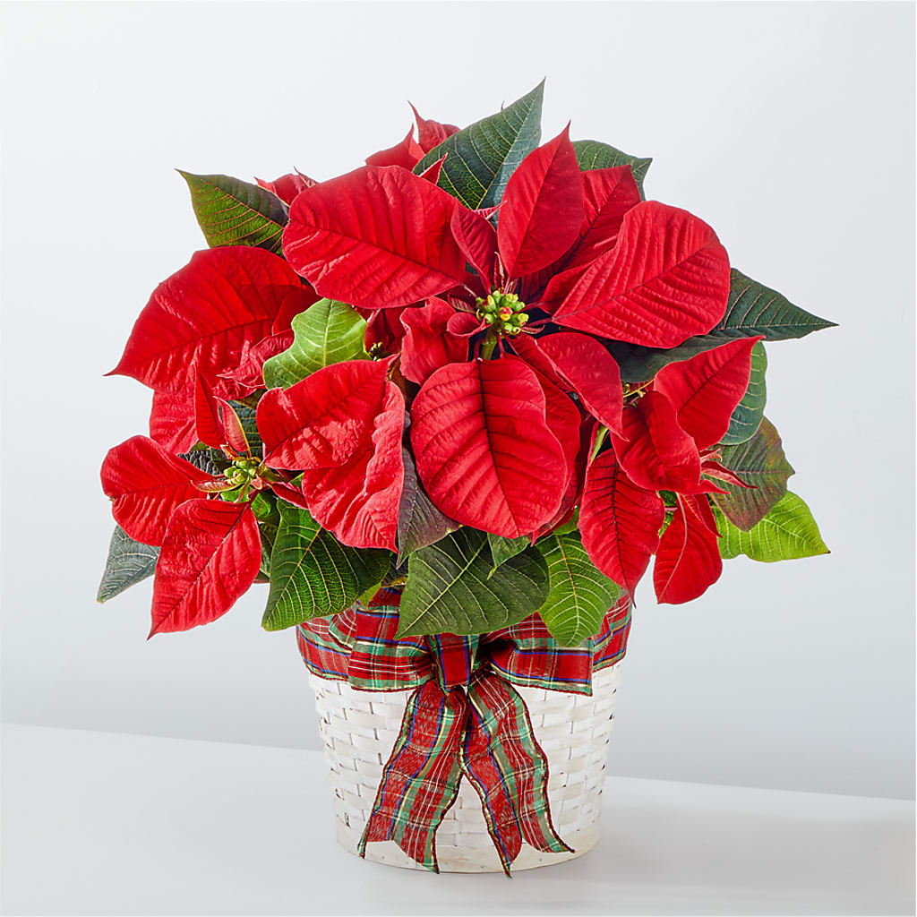 Happiest Holidays Poinsettia – King Soopers, Denver CO
