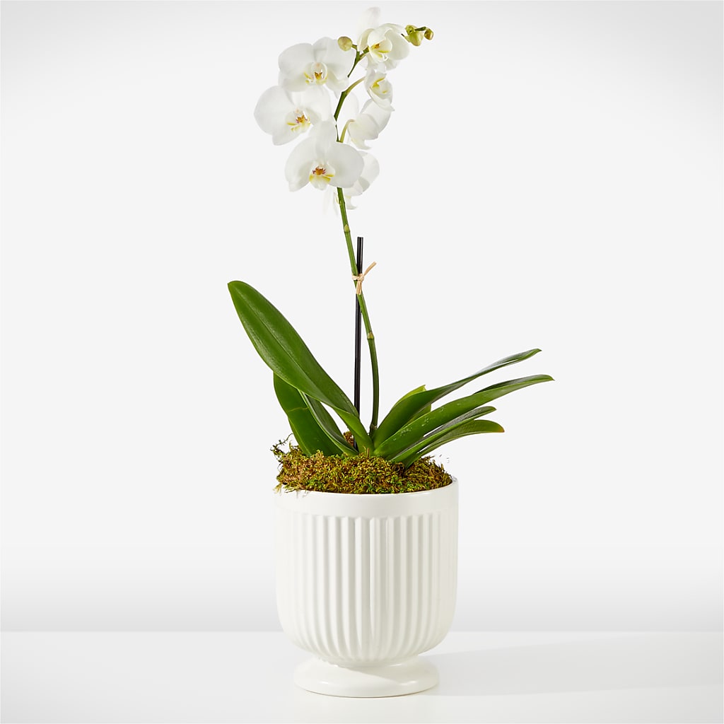 Whispering White Orchid – King Soopers, Denver CO