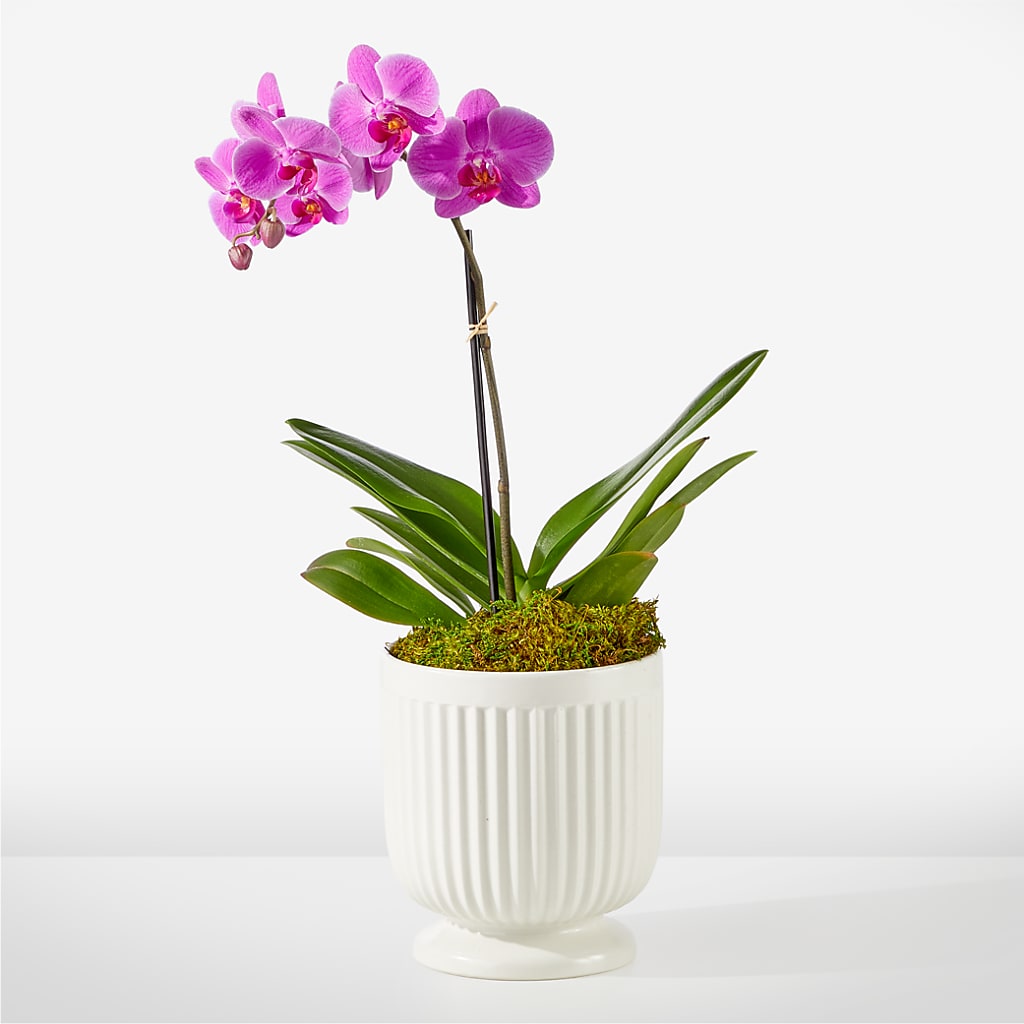 Friendly Fuchsia Orchid – King Soopers, Denver CO