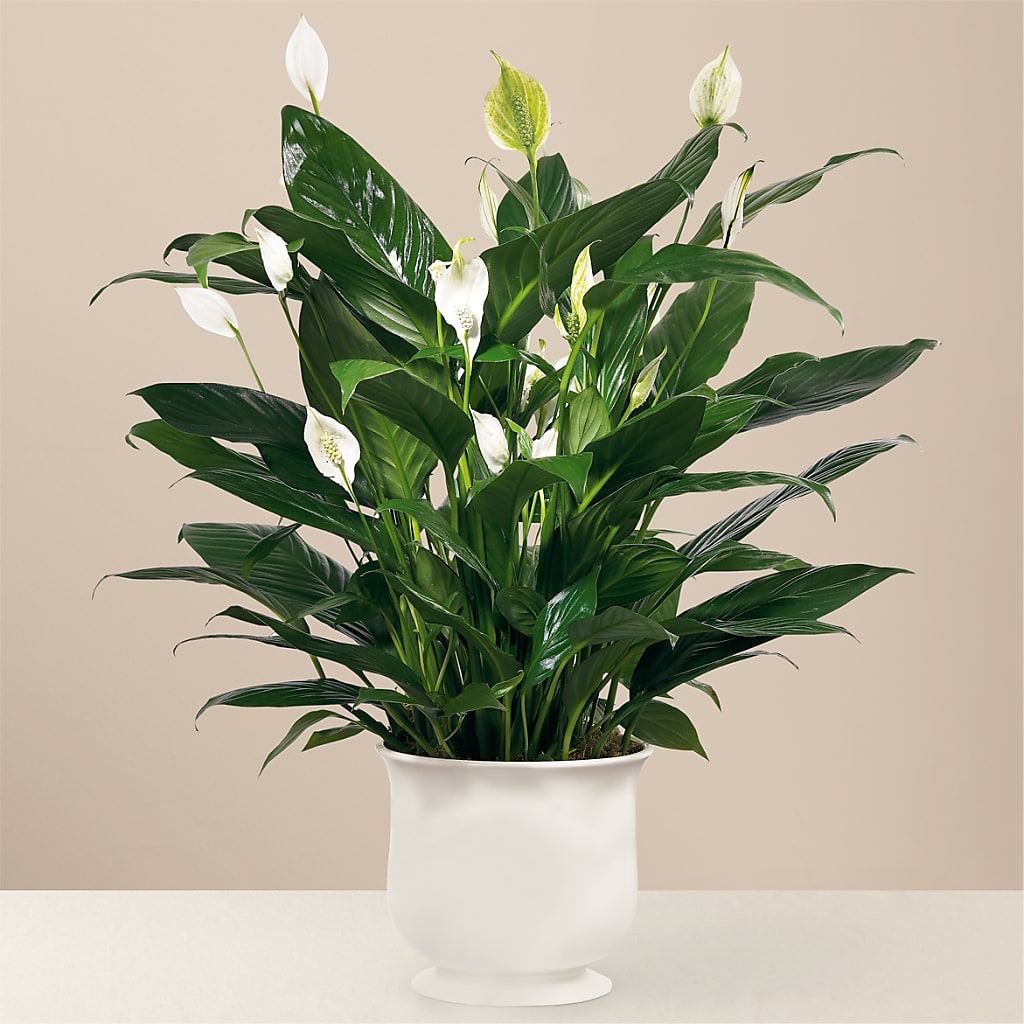 Comfort Planter – King Soopers, Denver CO