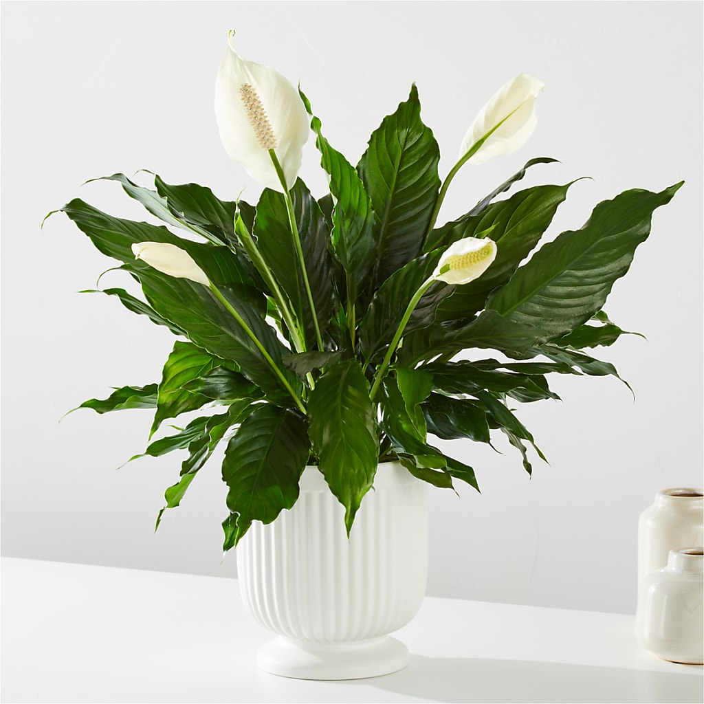 Comfort Planter – King Soopers, Denver CO