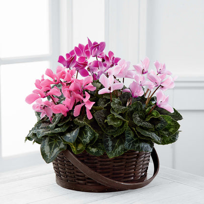 Mixed Cyclamen Planter –  King Soopers, Denver CO