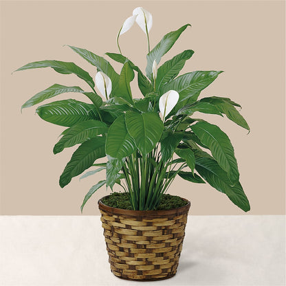 Tranquil Moments Peace Lily Plant –  King Soopers, Denver CO