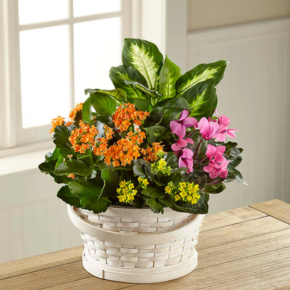 Color Crush Dishgarden –  King Soopers, Denver CO