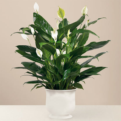 Comfort Planter –  King Soopers, Denver CO