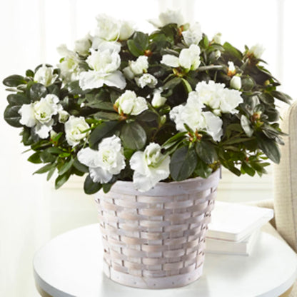 White Azalea Plant –  King Soopers, Denver CO