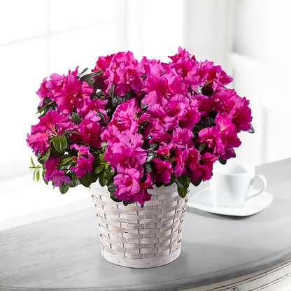 Hope & Serenity Azalea Plant –  King Soopers, Denver CO