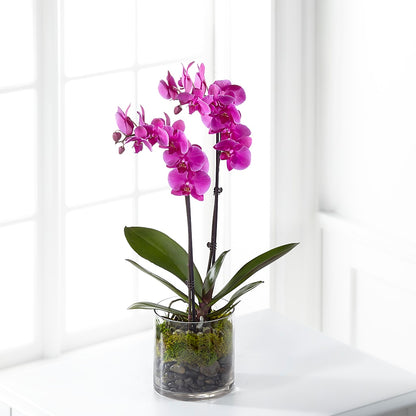 Pink Orchid Plant –  King Soopers, Denver CO