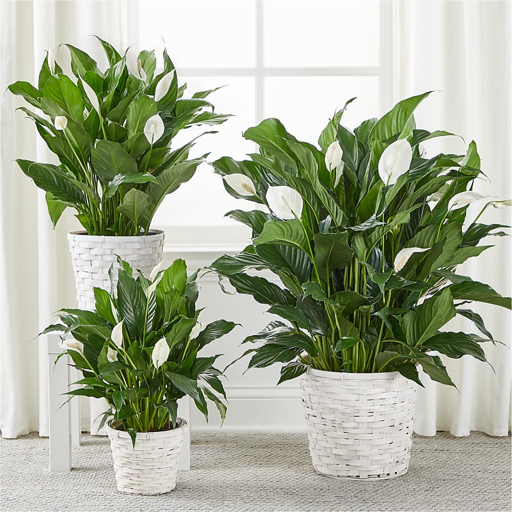 A New Leaf Peace Lily –  King Soopers, Denver CO