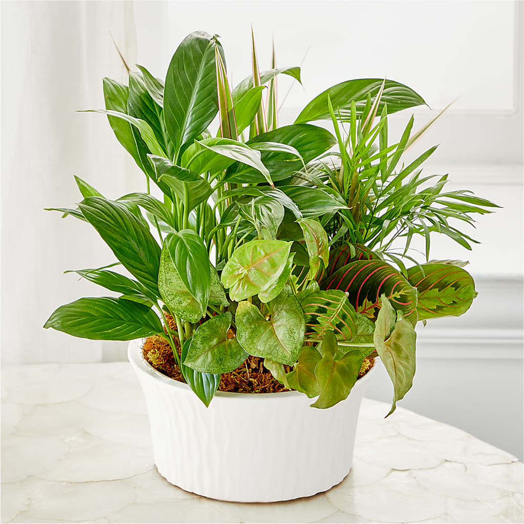 Balance & Harmony Dishgarden –  King Soopers, Denver CO