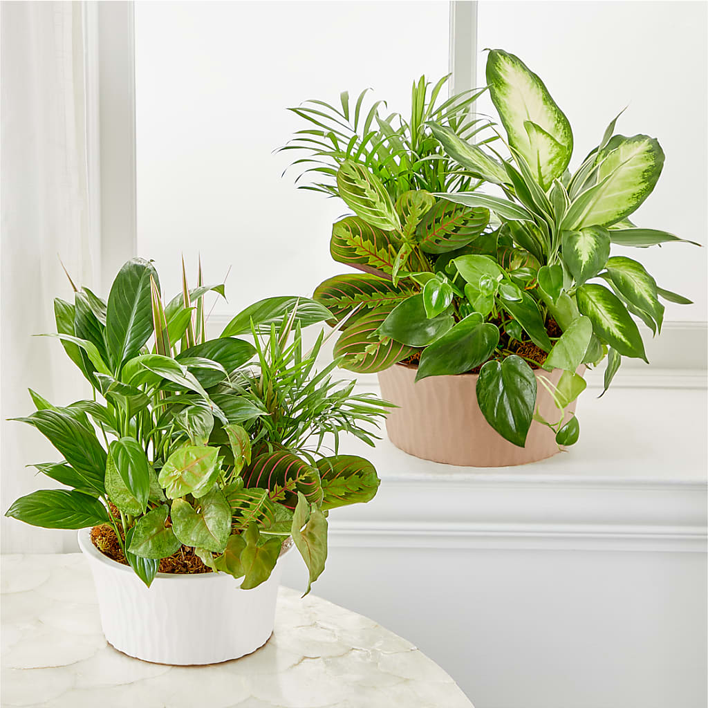 Balance & Harmony Dishgarden –  King Soopers, Denver CO