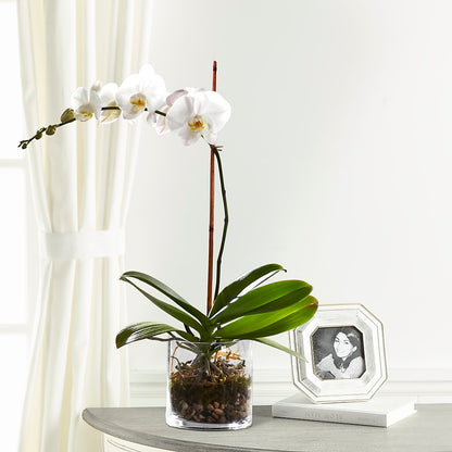 White Orchid Planter –  King Soopers, Denver CO